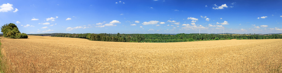 Golden meadows between Mörsdorf and Sosberg near the Geierlay suspension bridge