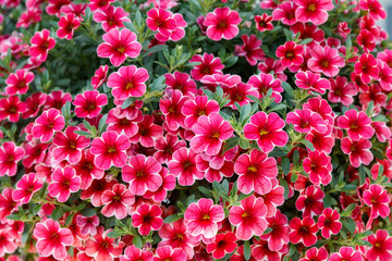 Calibrachoa or bell flower, Flower of a cultivated Million bell, Calibrachoa x hybrid