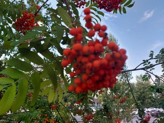 close-up of bunches of orange-red rowan berries on a green bush on a warm summer evening in the...