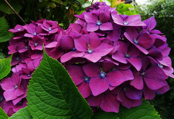 Hortensia