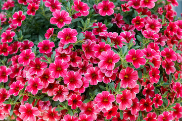 Calibrachoa or bell flower, Flower of a cultivated Million bell, Calibrachoa x hybrid