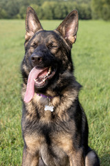 Duitse Herder - ogen dicht!