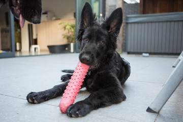 Oudduitse zwarte herder pup houdt speelgoed vast