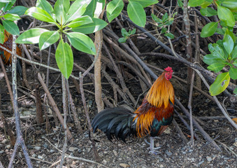 Colorful rooster standing on the ground in the midle of mangrove forest background.