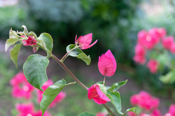 A close up of red bougainvillea flower on blurred green background.