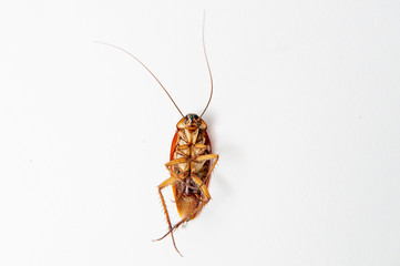 Close up cockroach isolated on white