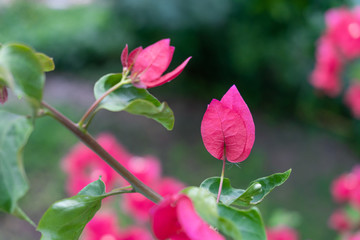 A close up of red bougainvillea flower on blurred green background.