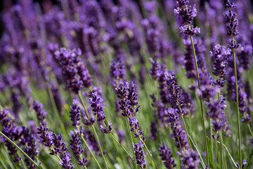 Fototapeta premium blühender Lavendel 
