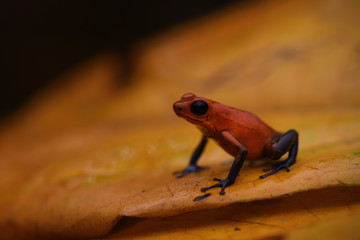 Blue Jean Frog on yellow leaf