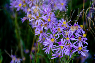 purple flowers on green grass