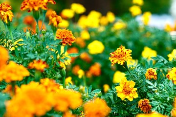 オレンジ色のダイア