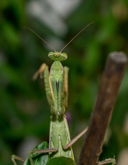 Mantids- Mantidae is one of the largest families in the order of praying mantids, based on the type species Mantis religiosa. Close up.