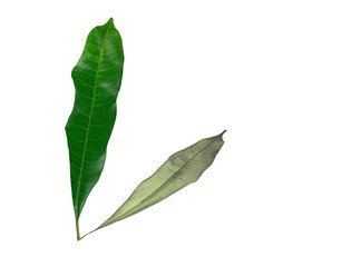Green leaves with the shadow of the withered leaves isolated on white background with clipping path. Concept of aging with time