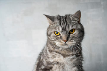 Tabby scottish cat portrait with a serious expression. Cat have a bad mood.
