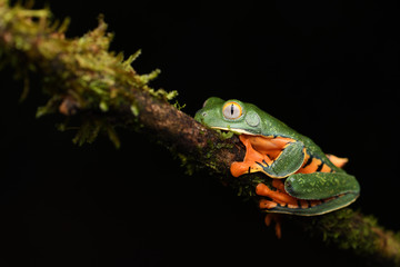 Splendid leaf frog on moss branch
