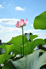 pink lotus flower