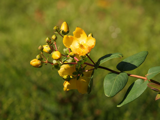 Selective focus shot of beautiful yellow St. John's wort flower outdoors during daylight