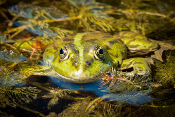 A green water frog sunbathingin a pond