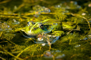 A green water frog sunbathingin a pond
