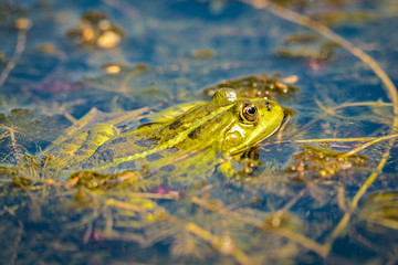 A green water frog sunbathingin a pond