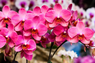 Close-up of moth orchid flowers with blurred background