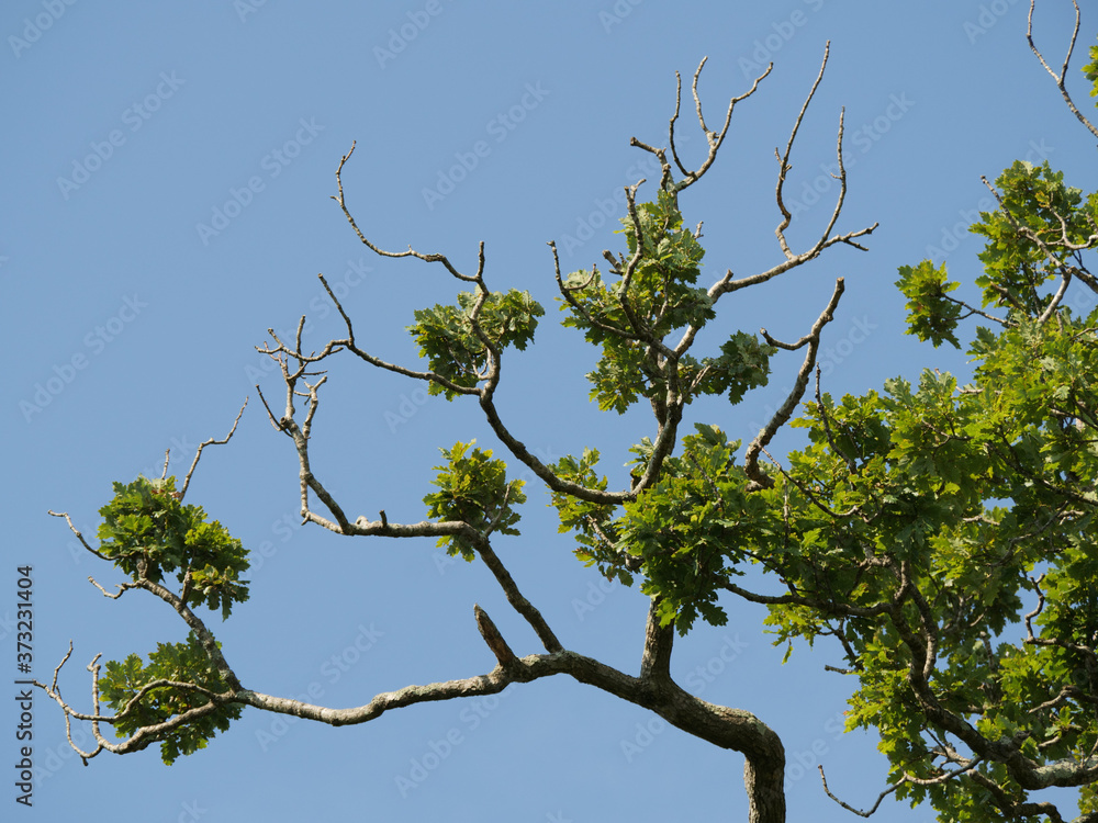 Sticker Low angle shot of a tree branch with green leaves under the clear blue sky