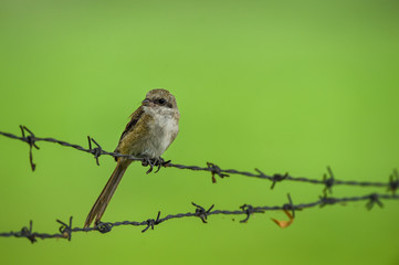 long tailed shrike or rufous backed shrike juvenile bird portrait perched on iron fence in natural green background during monsoon safari at jhalana forest reserve jaipur rajasthan india - Lanius scha