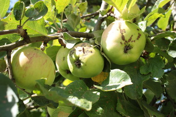 green apples on a tree