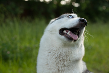 Two Siberian Husky dogs looks around. Husky dogs has black and white coat color. Snowy white background. Close up.