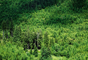 Endless forest covering the mountain