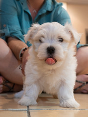 Bichón Maltés mascota Cachorro Blanco sacando la lengua con dueña detrás y mirando al frente