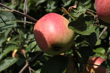 apple on tree