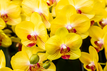 Obraz na płótnie Canvas Beautiful orchid flowers as a background
