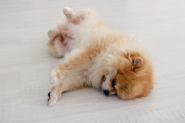 Pomeranian spitz dog, pretty little dog playing lying on his back