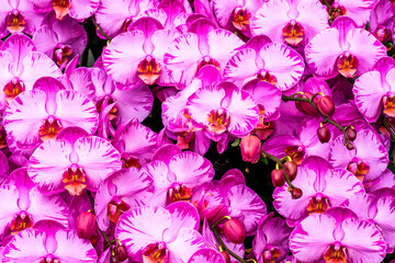 Close-up of moth orchid flowers with blurred background