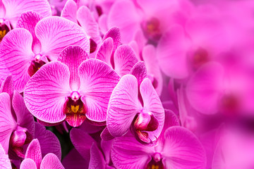Beautiful orchid flowers as a background