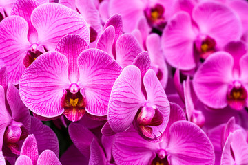Close-up of moth orchid flowers with blurred background