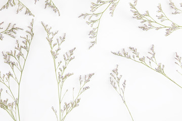 Caspia flower little purple flower plant isolated in white background in top view