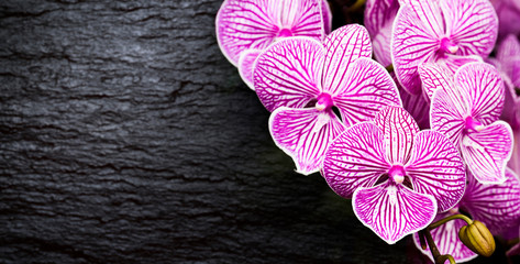 Beautiful Moth orchid with black marble texture background. and square space for text and design. 