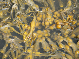 Closeup of bladderwrack or fucus vesiculosus in the water during daylight