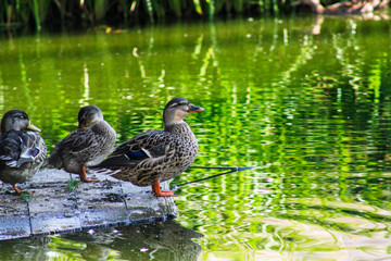 duck in the water