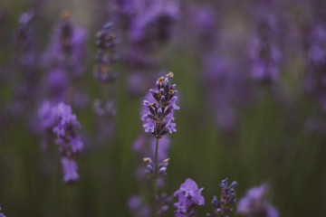 Beautiful purple plants near the park in warm weather.
