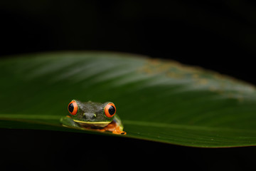 Red-Eyed Leaf Frog on leaf black background