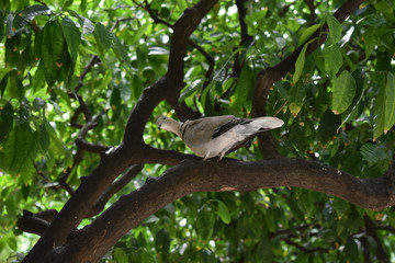 Gray and black turtle dove resting on the branches of a tree.