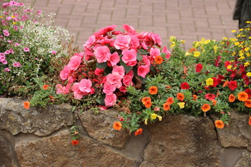 Bepflanzung einer Mauer mit bunten Blumen im Sommer