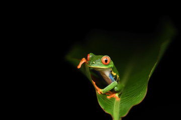 Red-Eyed Leaf Frog on leaf black background