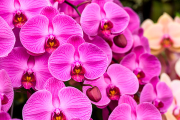 Obraz na płótnie Canvas Close-up of pink orchid flowers in the garden