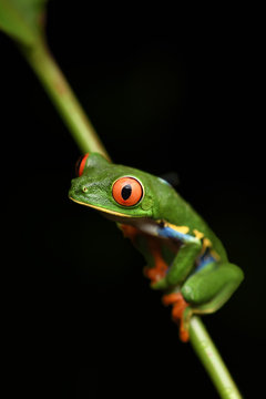 Red-Eyed Leaf Frog on stem black background © PetrDolejsek