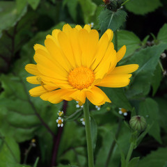 yellow field flower close up