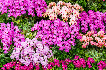 Close-up of moth orchid flowers with blurred background